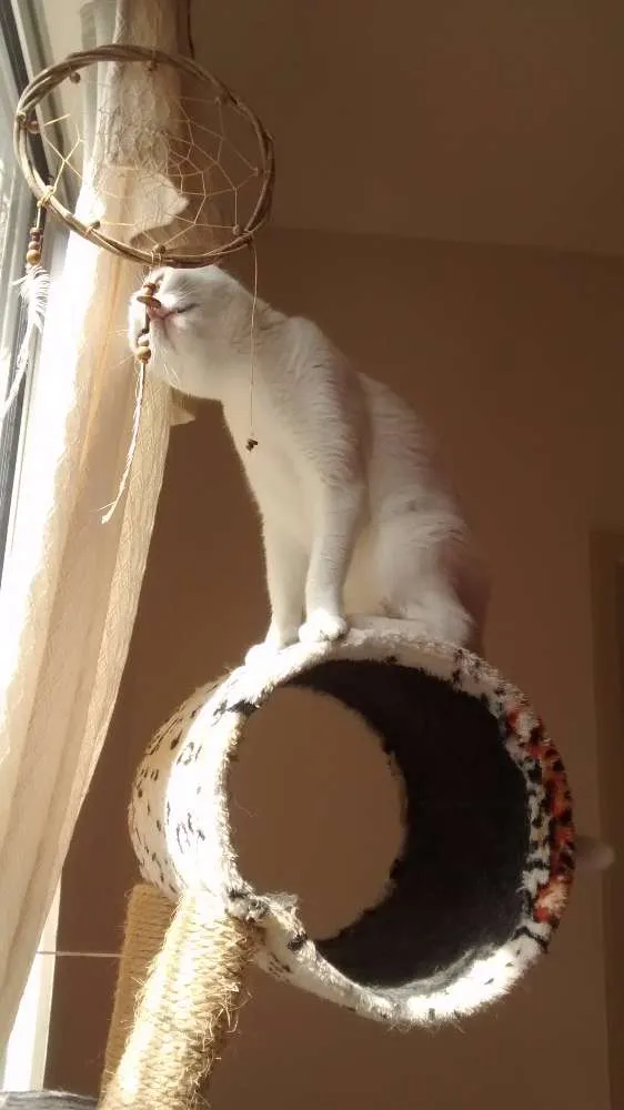 Gato raça SDR idade 4 anos nome SOFIA GRATIFICA