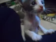 Gatinhos