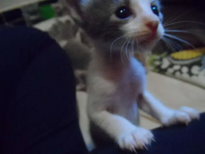 Gato raça  idade Abaixo de 2 meses nome Gatinhos