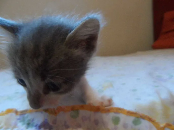 Gato raça  idade Abaixo de 2 meses nome Gatinhos
