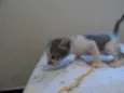 Gatinhos