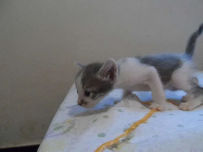 Gato raça  idade Abaixo de 2 meses nome Gatinhos