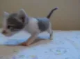 Gatinhos