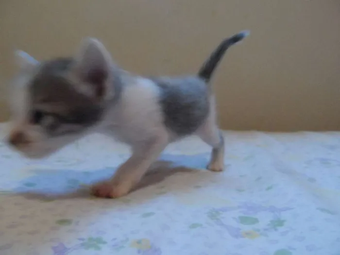 Gato raça  idade Abaixo de 2 meses nome Gatinhos