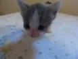 Gatinhos
