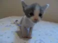 Gatinhos