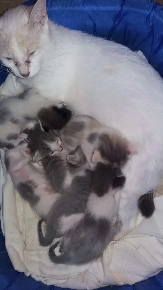 Gato raça  idade Abaixo de 2 meses nome Gatinhos