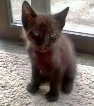 Gato raça Indefinida idade 2 a 6 meses nome Sem nome