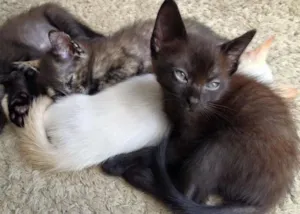 Gato raça Indefinida idade 2 a 6 meses nome Sem nome