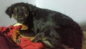 Cachorro raça Indefinida idade 2 a 6 meses nome Sem nome