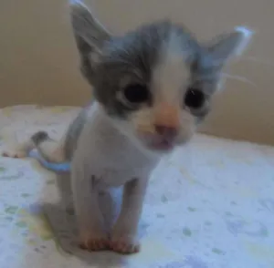 Gato raça  idade Abaixo de 2 meses nome Gatinhos