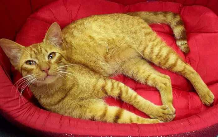 Gato ra a SRD idade 2 a 6 meses nome Dante