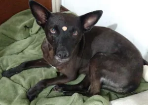 Cachorro raça Vira lata idade 5 anos nome Não sabemos
