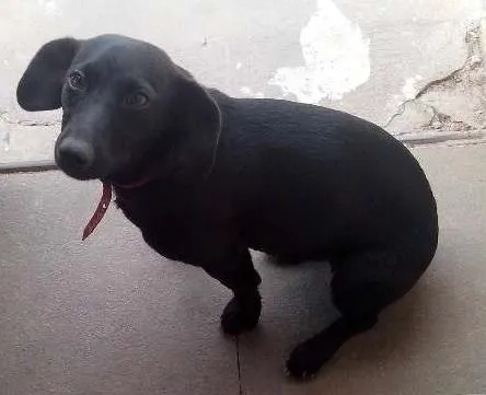 Cachorro ra a Vira lata idade 2 anos nome Pretinha