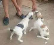 Cachorro raça  idade 2 a 6 meses nome Mel e Sissi