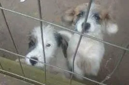 Cachorro raça  idade 2 a 6 meses nome Mel e Sissi