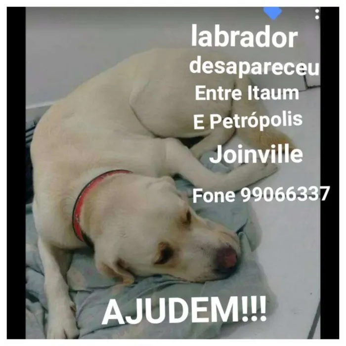 Cachorro ra a Labradores idade 2 anos nome Perseu