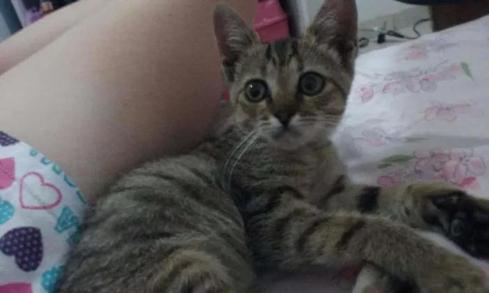 Gato raça SRD idade Abaixo de 2 meses nome Titica