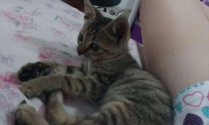 Gato raça SRD idade Abaixo de 2 meses nome Titica