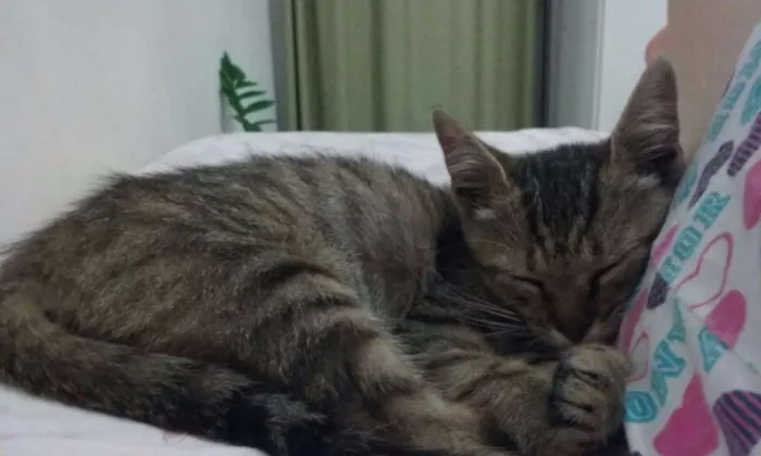 Gato raça SRD idade Abaixo de 2 meses nome Titica