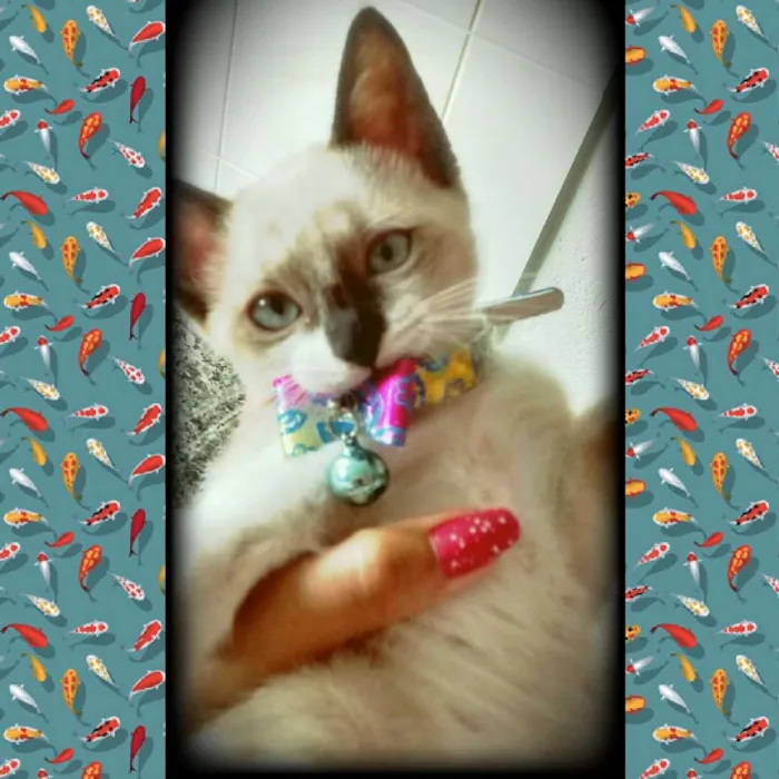 Gato raça Siamês idade 2 a 6 meses nome Maya