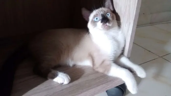 Gato raça Siamês idade 2 a 6 meses nome Camila