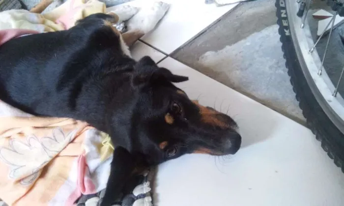 Cachorro ra a Rnd idade 1 ano nome Windy