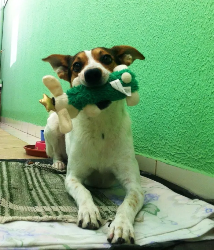 Cachorro ra a vira-lata idade 2 anos nome Patrick