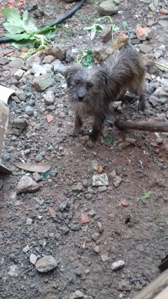 Cachorro ra a Elieser idade 7 a 11 meses nome Lili