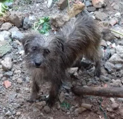 Cachorro ra a Elieser idade 7 a 11 meses nome Lili