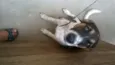 REX