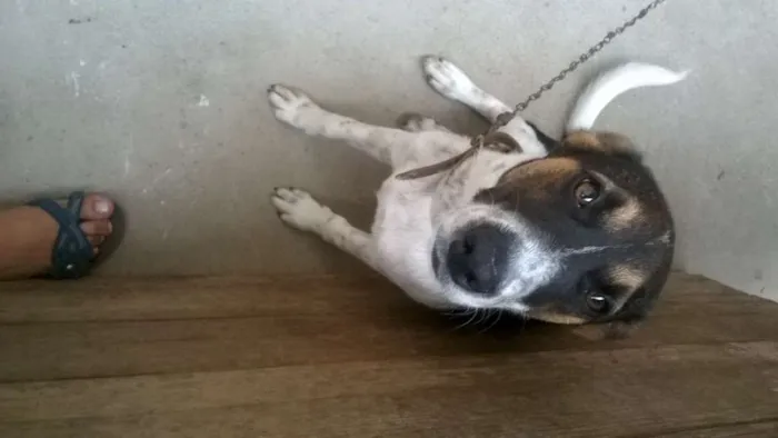 Cachorro ra a Sem Raça idade 7 a 11 meses nome REX