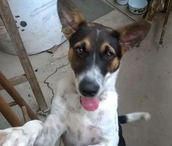 Cachorro ra a Sem Raça idade 7 a 11 meses nome REX