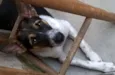 REX