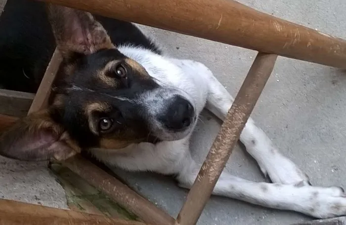 Cachorro ra a Sem Raça idade 7 a 11 meses nome REX
