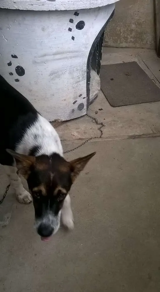 Cachorro ra a Sem Raça idade 7 a 11 meses nome REX