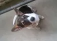 REX