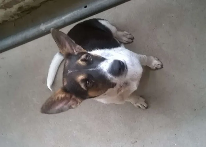 Cachorro ra a Sem Raça idade 7 a 11 meses nome REX