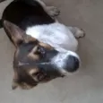 REX