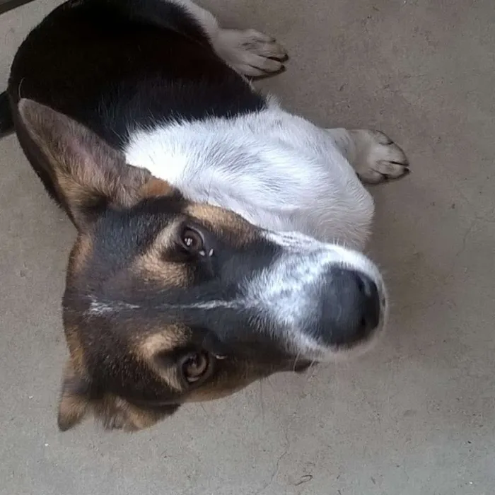 Cachorro ra a Sem Raça idade 7 a 11 meses nome REX