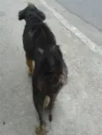 Cachorro raça Srd  idade 2 anos nome Socorro 