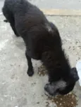 Cachorro raça Srd  idade 2 anos nome Socorro 