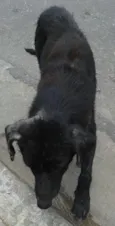 Cachorro raça Srd  idade 2 anos nome Socorro 