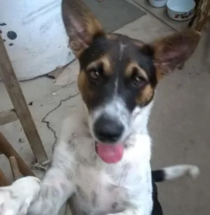 Cachorro raça Sem Raça idade 7 a 11 meses nome REX