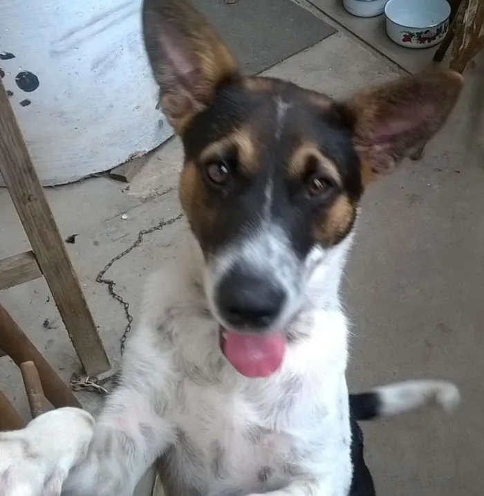Cachorro ra a Sem Raça idade 7 a 11 meses nome REX