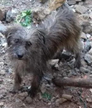 Cachorro raça Elieser idade 7 a 11 meses nome Lili