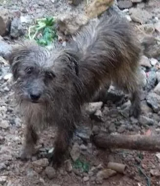 Cachorro ra a Elieser idade 7 a 11 meses nome Lili
