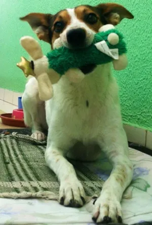 Cachorro raça vira-lata idade 2 anos nome Patrick