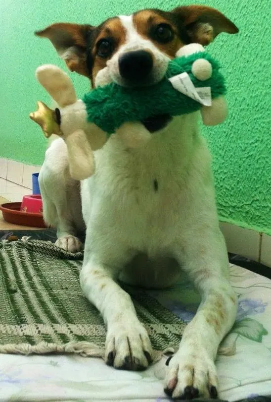 Cachorro ra a vira-lata idade 2 anos nome Patrick