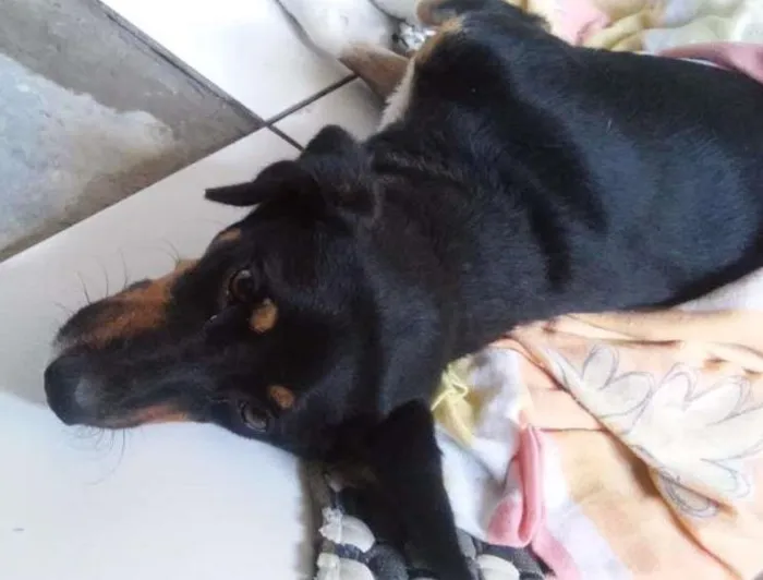 Cachorro ra a Rnd idade 1 ano nome Windy